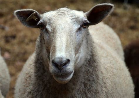 Image result for Wool Animals