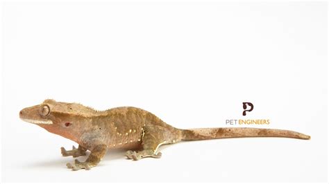 Crested Gecko Care Sheet: How To Care For Crested Gecko | Pet Engineers