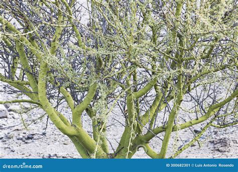 Parkinsonia the Blue Palo Verde Cercidium Floridum), is a Species of ...