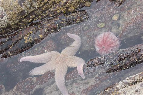 Echinoderms Examples 的图像结果