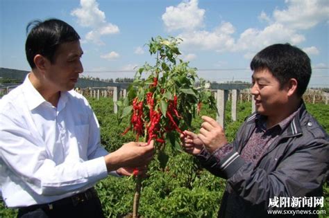 刘学敏：小辣椒见证大担当 - 美丽乡村 - 陕西网