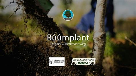 Bûûmplant Dilbeek - Kerkeveldweg, Kerkeveldweg 7, Dilbeek, 22 November ...