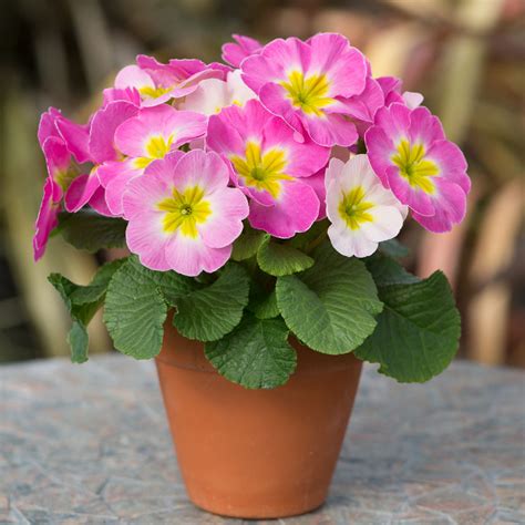 Cottage Garden Perennials 的图像结果