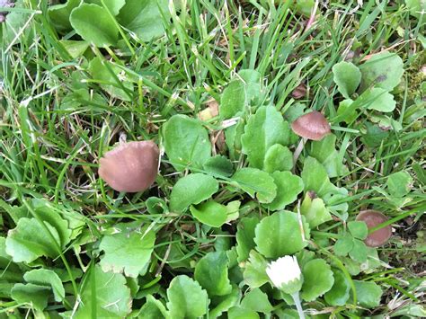 Slåtterbroking - Torsebro Svamp - Dagens svamp - Panaeolina foenisecii - Gräsmattor