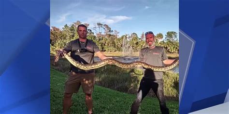 Homeowner surprised by 10-foot python near backyard pool