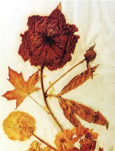 教你5种方法，鲜花制作成干花并保存颜色，请收下这份开运美物-干花网