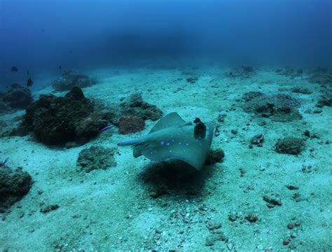 PADI Discover Scuba Diving | Non- Swimmer | Andaman Pro