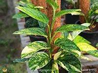 Plants For Hotels & Resorts