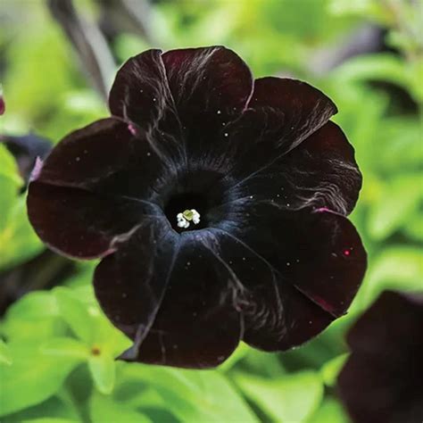 Amazon.com : CHUXAY GARDEN Black Velvet Petunia Seed 100 Seeds Black ...