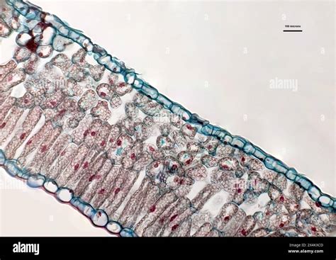 Light Microscope Micrograph 的图像结果