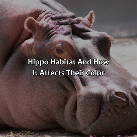What Color Are Hippos - colorscombo.com