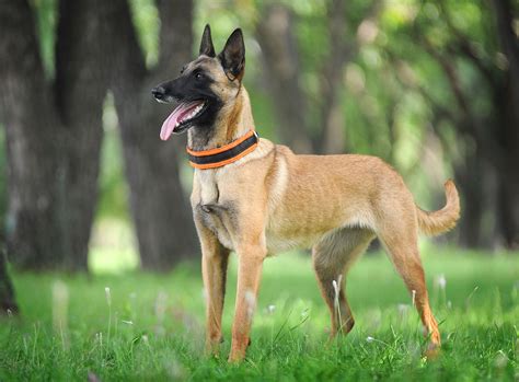 Which Is Smarter: German Shepherd Or Belgian Malinois?