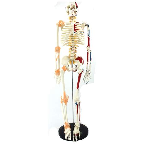 Buy Human Skeleton Model for Anatomy Mini Human Skeleton Model with ...