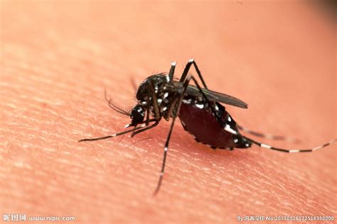 蚊子有多少种，请问现在蚊子数量怎么变少？ - 综合百科 - 绿润百科