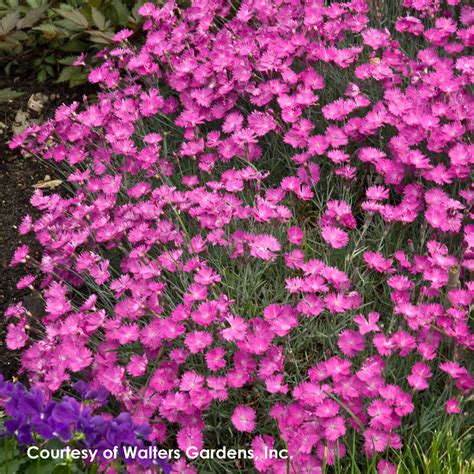 Dianthus Firewitch Cheddar Pinks for Sale | Rare Roots