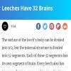Which animal has 32 brain? - Brainly.in