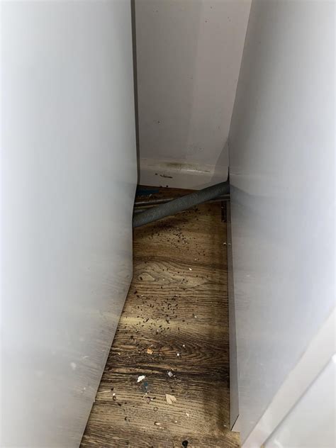 ?mouse vs cockroach droppings HELP!!! : r/pestcontrol