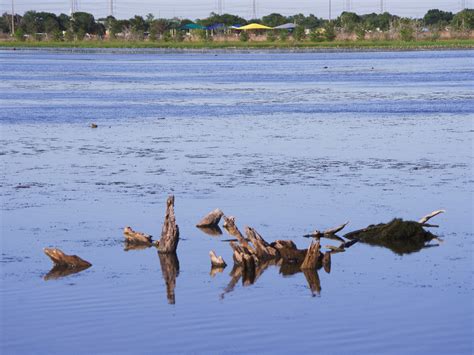 Save our wetlands: Drought, boardwalk plans threaten rare wildlife at ...