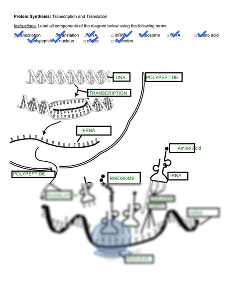 SOLUTION: Protein synthesis diagram handout - Studypool