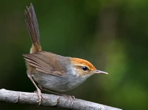 Fiji Bush Warbler - eBird