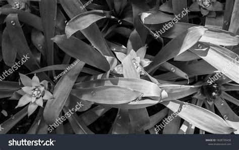 Image result for VTAC vs SpO2 Pleth