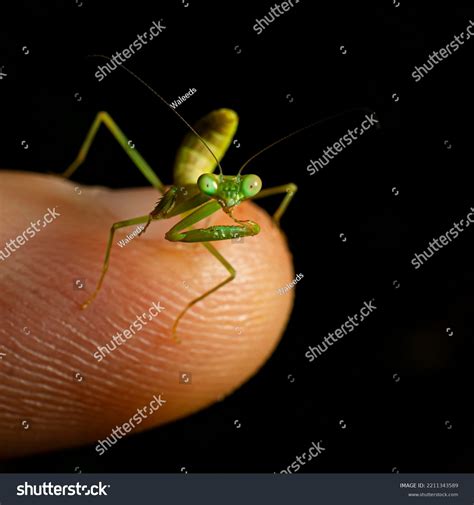 Cute Baby Praying Mantis On Human Stock Photo 2211343589 | Shutterstock