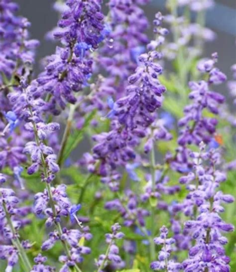 Perovskia Atriplicifolia (Russian Sage) - ColoradoHardyPlants.com