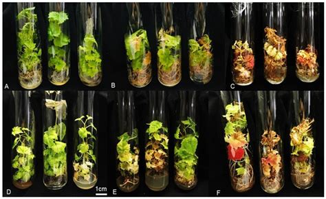 Impact of Temperature and Sucrose Levels on the Slow Growth of ...