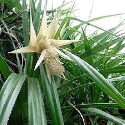 V K GLOBAL Kewda/Kevda/Kewra Pandanus Pygmaeus Perfume Natural Outdoor ...