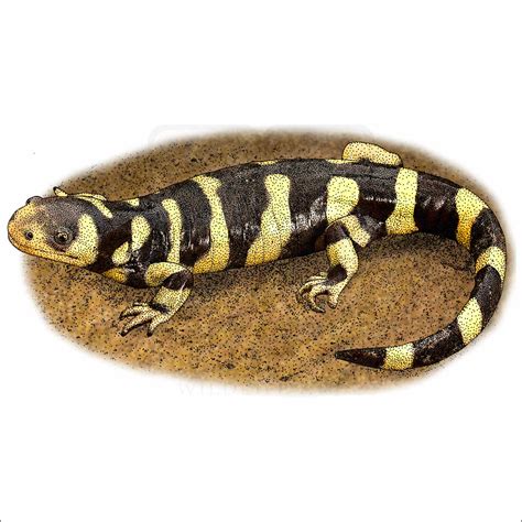 Barred Tiger Salamander - Signed Fine Art Print