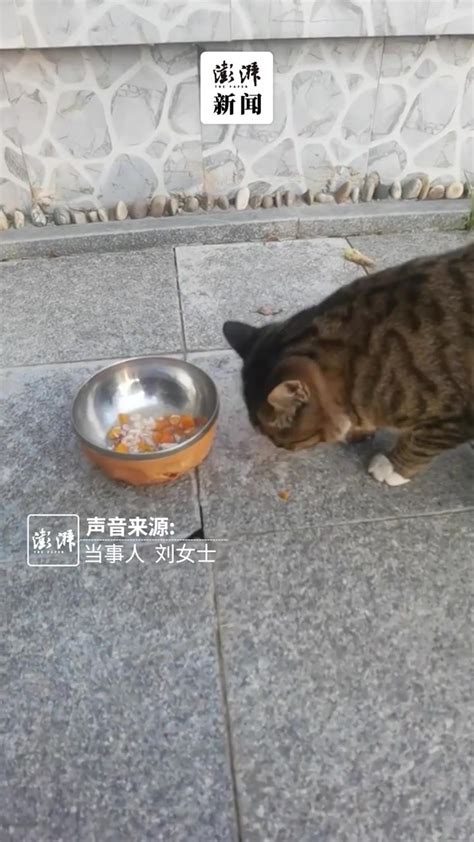 女子被流浪猫“送”小鱼干：投喂了它一个月，很惊喜_凤凰网视频_凤凰网
