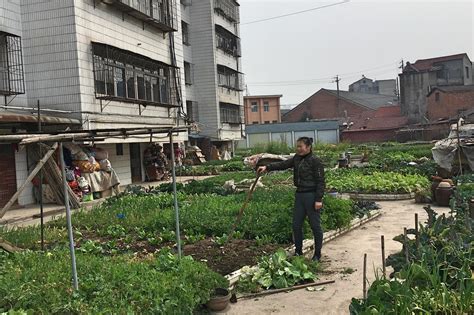 城里的种菜人，把住宅小区的花坛变成农田，只为吃上放心菜！