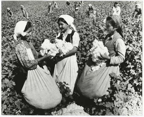 Фото "Сбор хлопка в Ферганской долине", 1980 год, Узбекская ССР ...