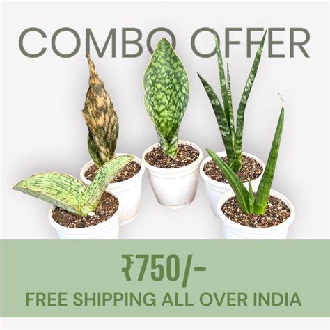 Sansevieria Combo Offer Of 5 (D) – Fermosa plants