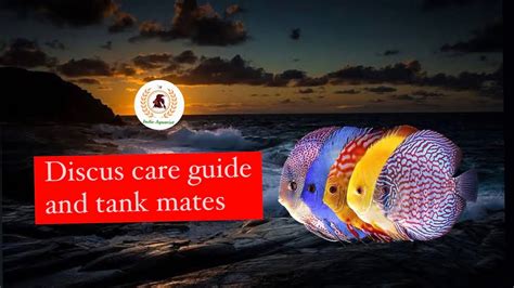 Image result for Discus Fish Care Guide