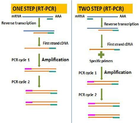 RT-PCR Method 的图像结果