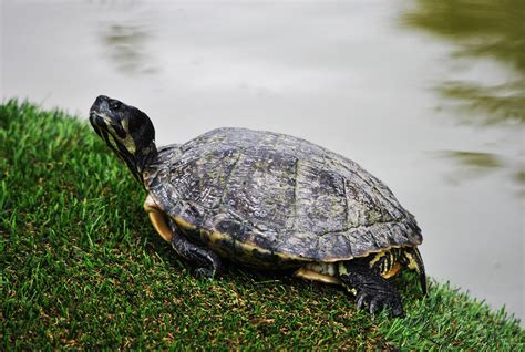 Image result for Turtle Animal Shell