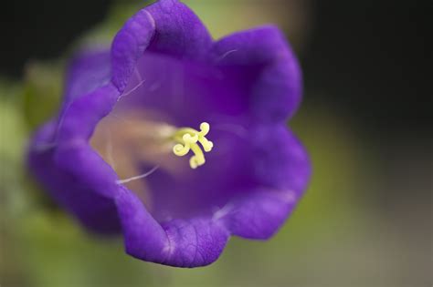 Morning Eye Candy: Canterbury Bells - Plant Talk