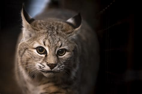 Bobcat Attacks On Humans