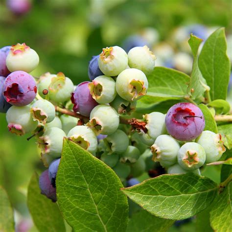 How to pick blueberries: Harvesting tips - Farm to Jar Food