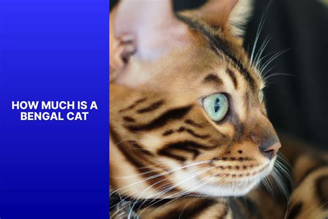 Discovering the Price of a Bengal Cat: How Much Do Bengal Cats Cost ...