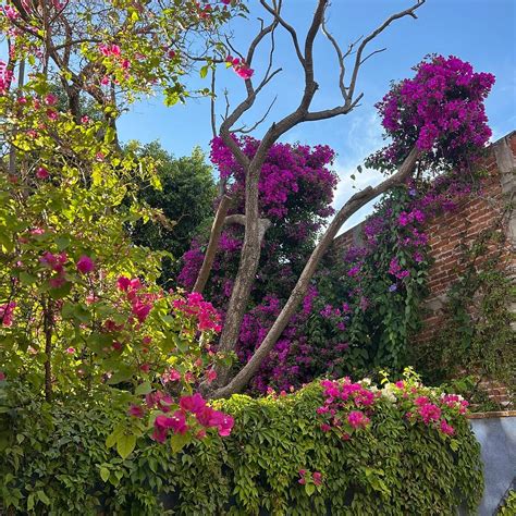 BOUTIQUE HOTEL CASA CAMELLIA (San Miguel de Allende) - B&B Reviews ...