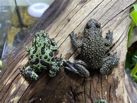How to Tell If a Fire Belly Toad is Male Or Female? - AMPHIPEDIA