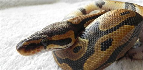 Image result for Royal Python Setup