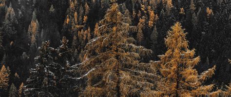 Download wallpaper 2560x1080 forest, trees, pines, needles, snow dual ...