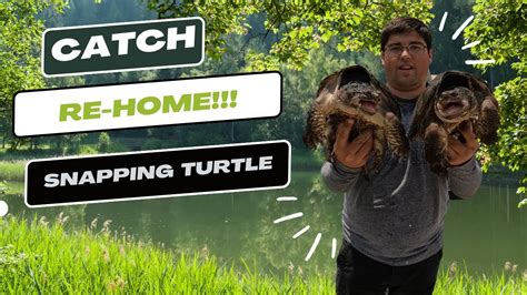 Image result for Catching Snapping Turtles