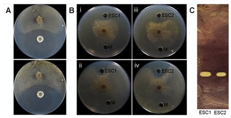 Plants | Special Issue : Control of Plant Pathogens for a Greener ...