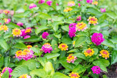 Lantana Flower: Grow And Care Guide – FDOMF