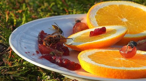Keep fruit flies away from your home – The Better Home