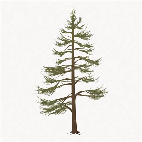 Evergreen Tree Vector 的图像结果